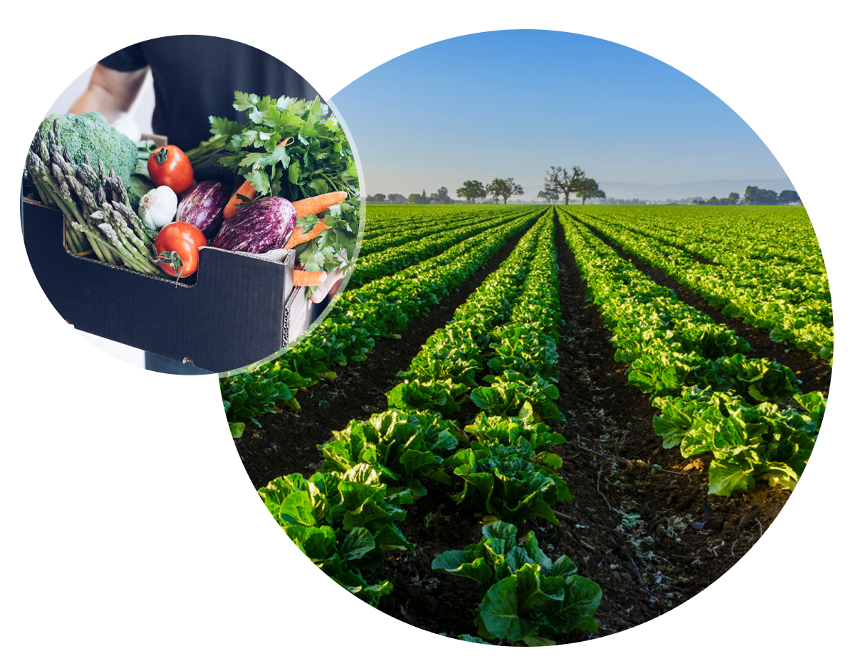 Produce Distributor